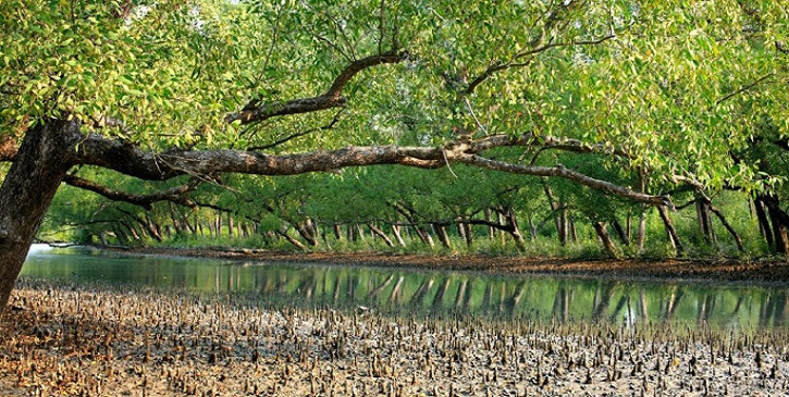 sundarbans
